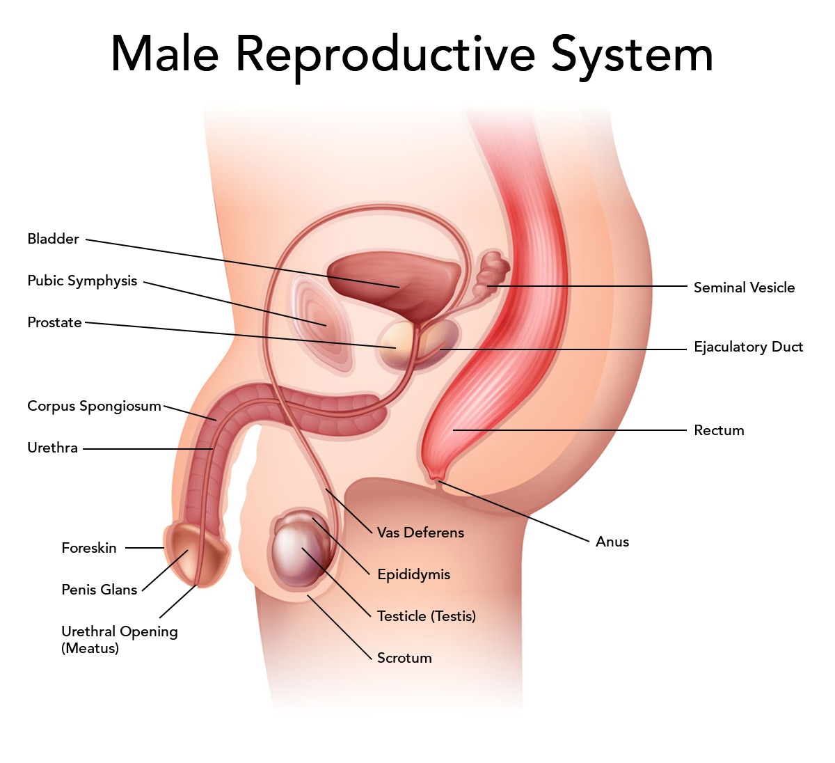Structure of male reproductive system
