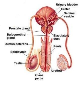 What are the internal male reproductive organs?